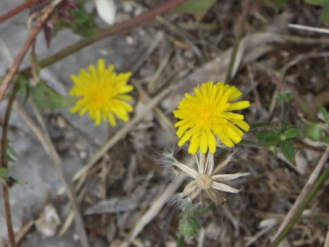 Crepis dioscoridis