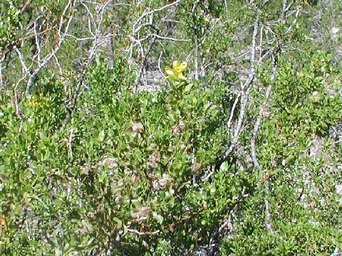 Larrea tridentata