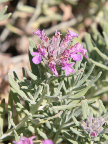 Rosmarinus officinalis cv. Prostratus