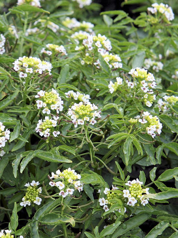 Nasturtium officinale