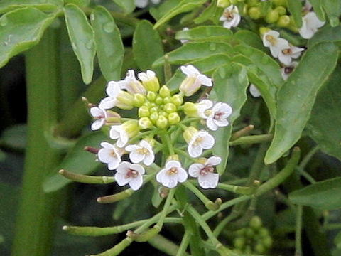 Nasturtium officinale