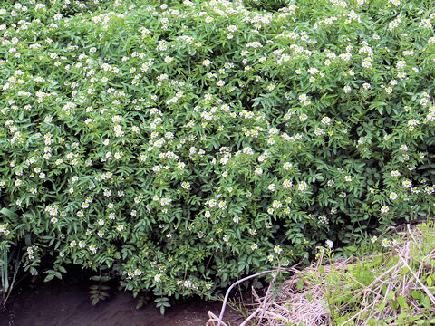 Nasturtium officinale