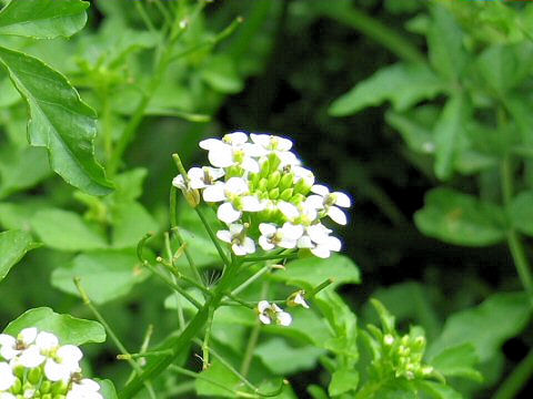 Nasturtium officinale