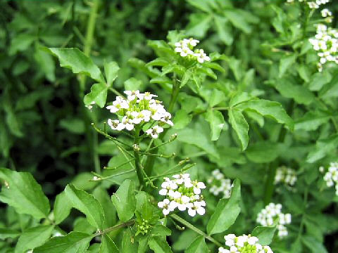 Nasturtium officinale