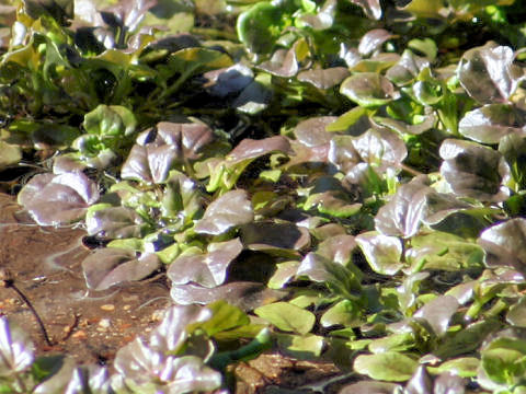 Nasturtium officinale