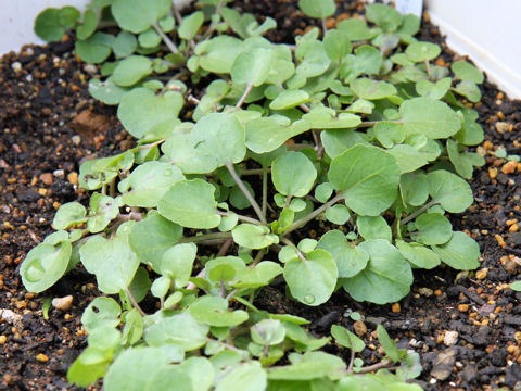 Nasturtium officinale