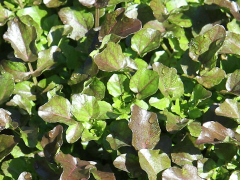 Nasturtium officinale