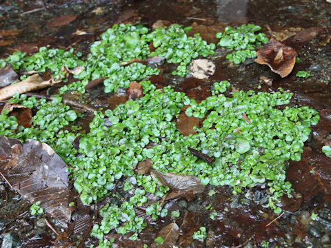 Nasturtium officinale