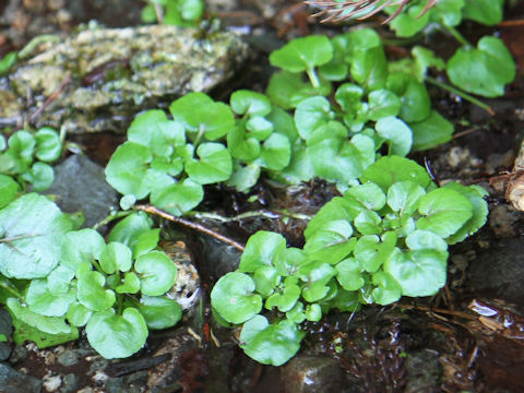 Nasturtium officinale