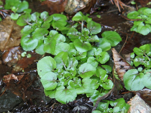 Nasturtium officinale