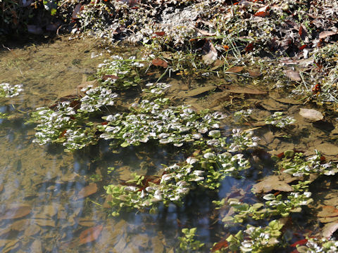 Nasturtium officinale