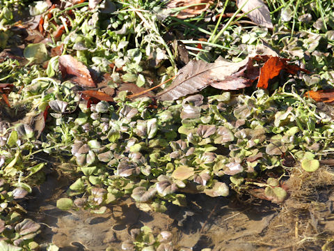 Nasturtium officinale