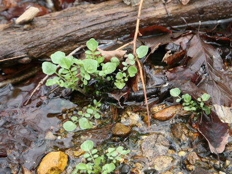 Nasturtium officinale