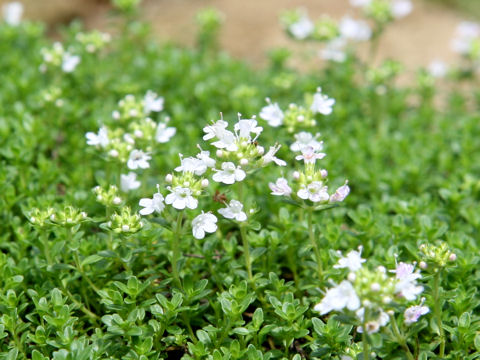 Thymus serpyllum cv. Annie Hall