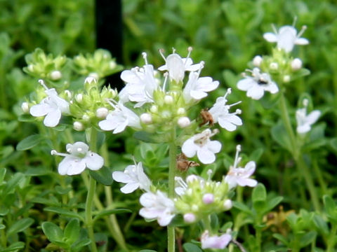 Thymus serpyllum cv. Annie Hall