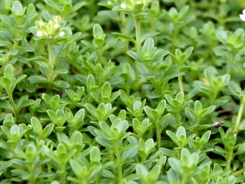 Thymus serpyllum cv. Annie Hall