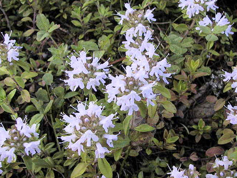 Thymus serpyllum