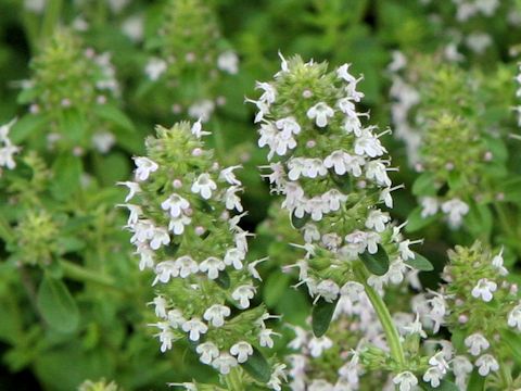 Thymus serpyllum