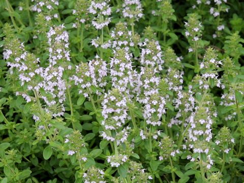 Thymus serpyllum