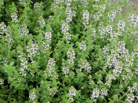 Thymus serpyllum