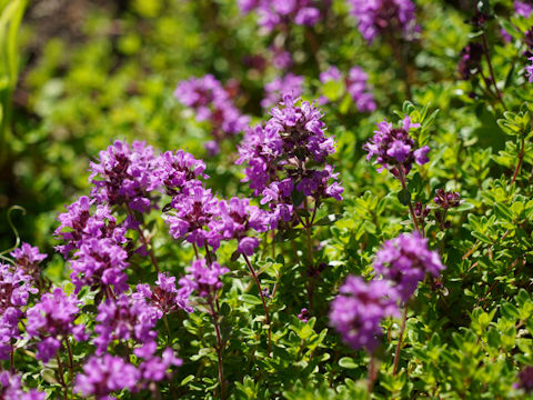 Thymus serpyllum