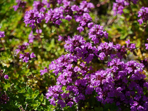 Thymus serpyllum