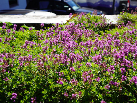 Thymus serpyllum