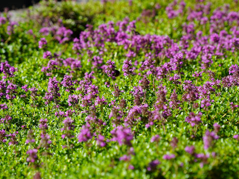 Thymus serpyllum