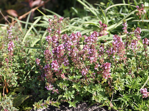 Thymus serpyllum