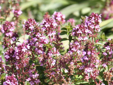 Thymus serpyllum