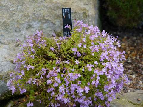 Thymus serpyllum