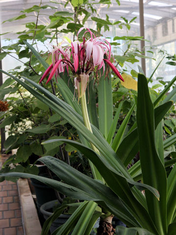 Crinum amabile