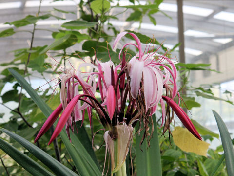 Crinum amabile