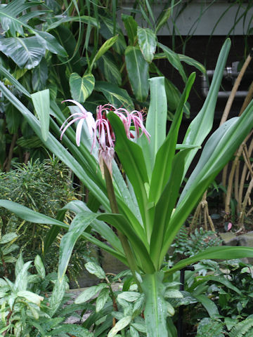 Crinum amabile