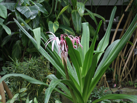 Crinum amabile