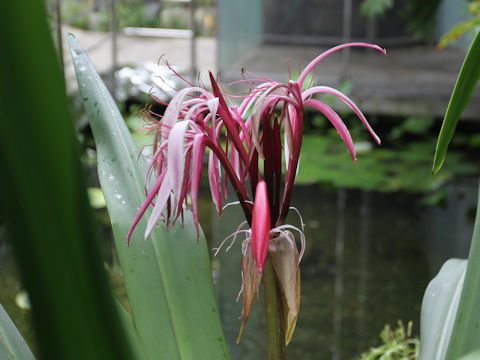 Crinum amabile