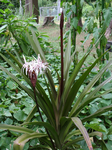 Crinum asiaticum