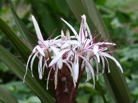 Crinum asiaticum