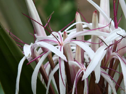 Crinum asiaticum