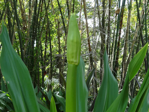 Crinum asiaticum