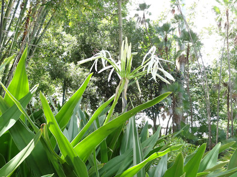 Crinum asiaticum