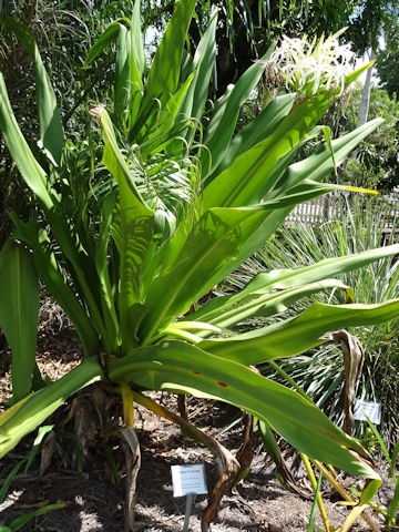 Crinum asiaticum