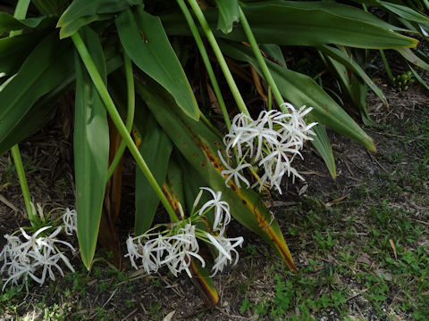 Crinum asiaticum