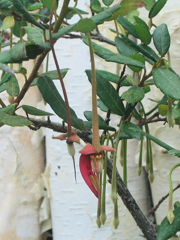 Crinodendron hookerianum