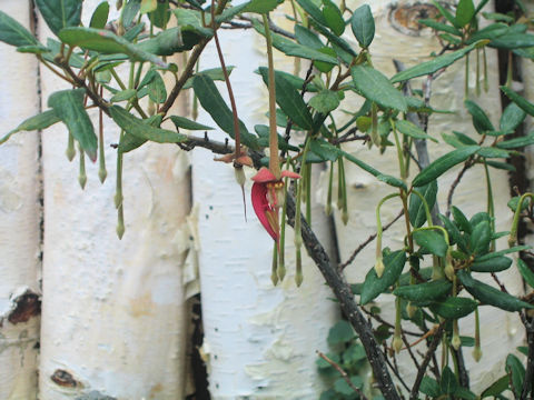 Crinodendron hookerianum