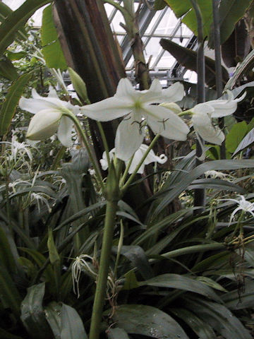 Crinum jagus