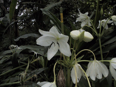 Crinum jagus