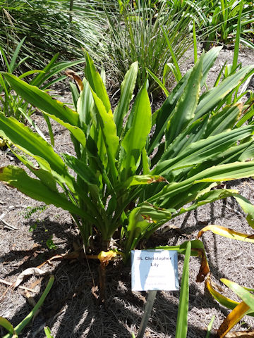 Crinum jagus