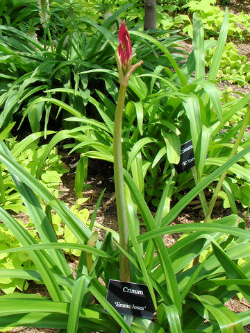 Crinum sp.