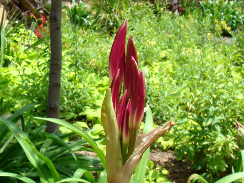 Crinum sp.